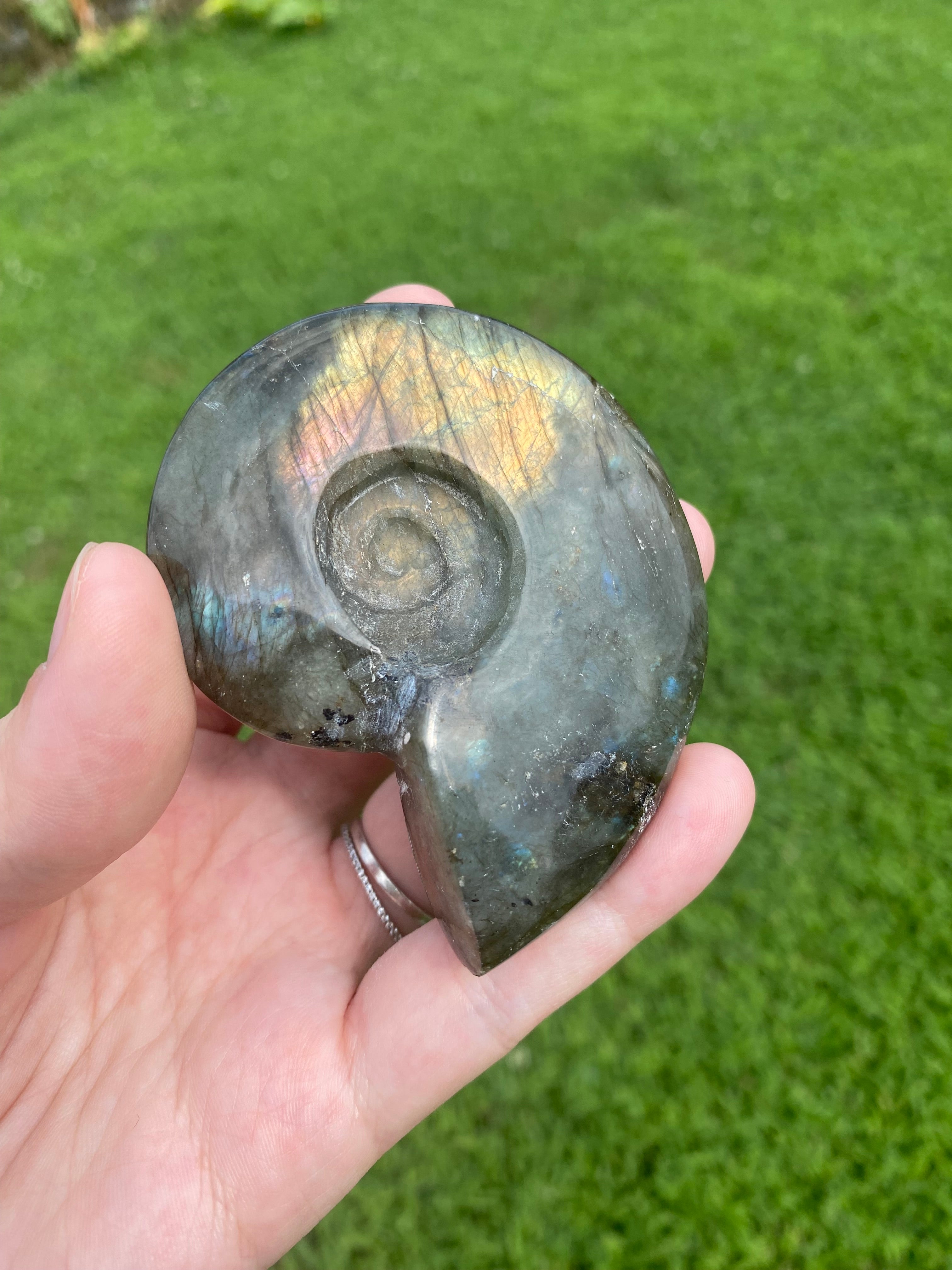 Labradorite Shell Carving