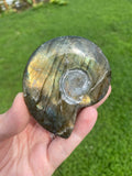 Labradorite Shell Carving