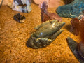 Labradorite Dolphins