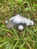 Orca Agate Turtle