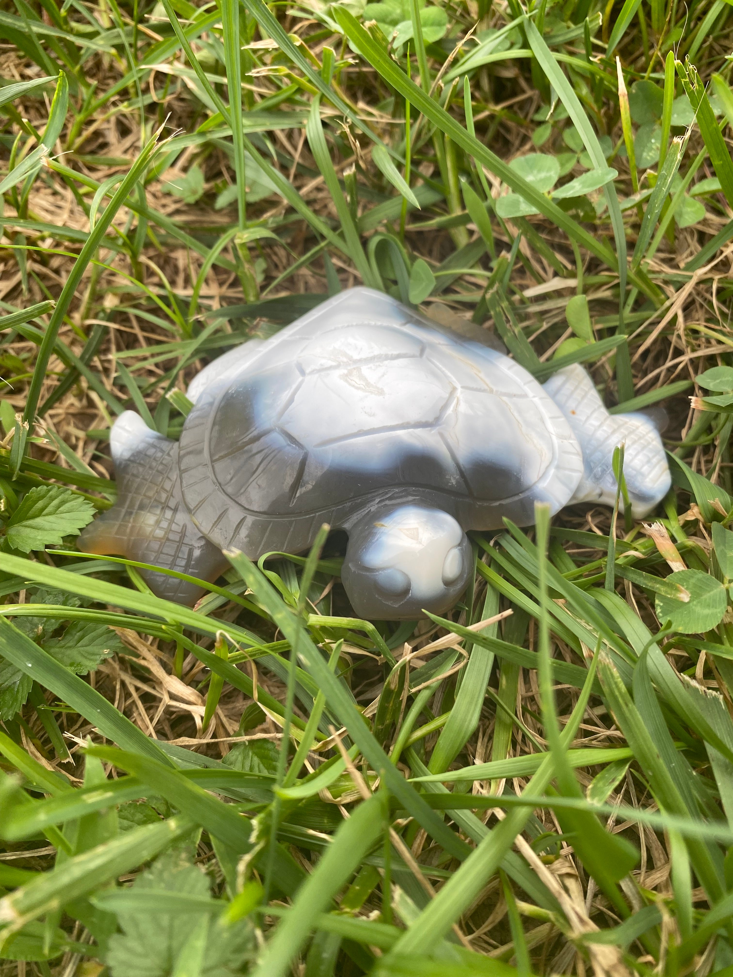 Orca Agate Turtle