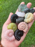 Shell Carving