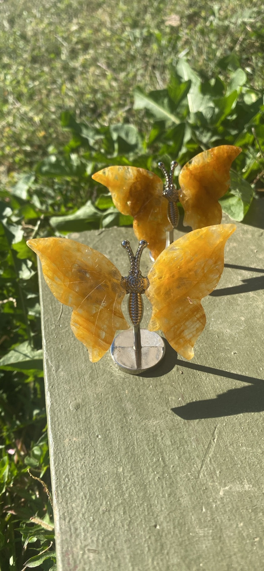 Golden Healer Butterfly