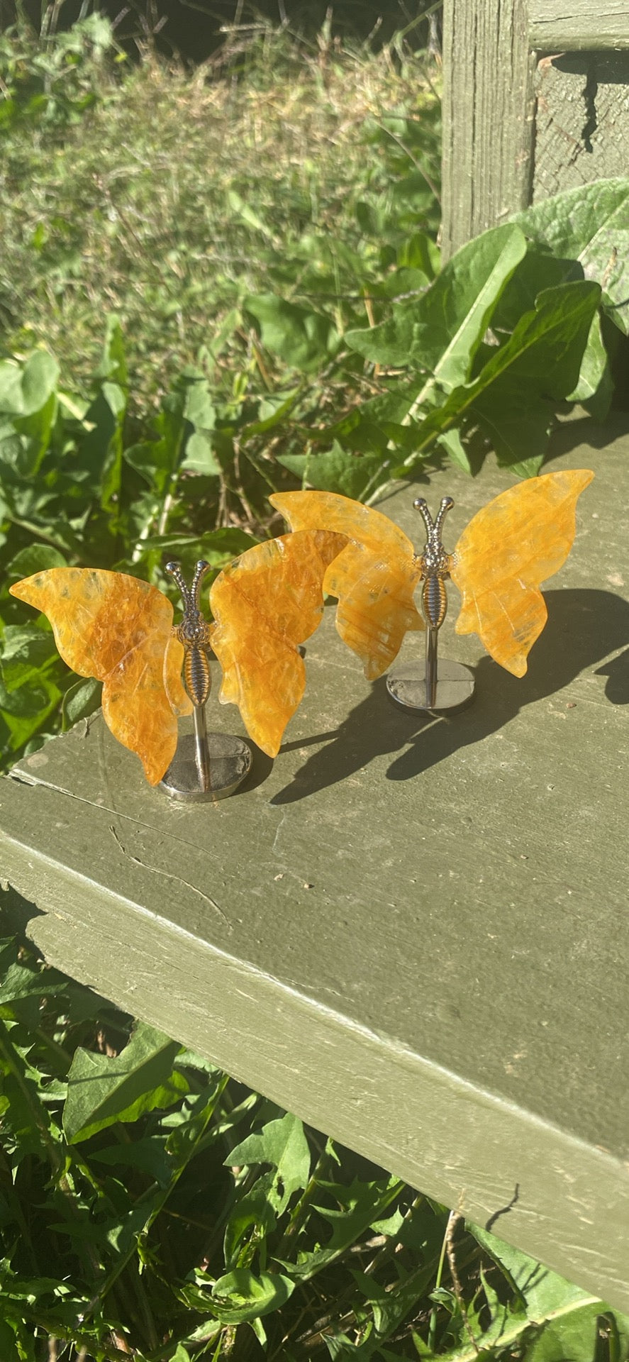 Golden Healer Butterfly