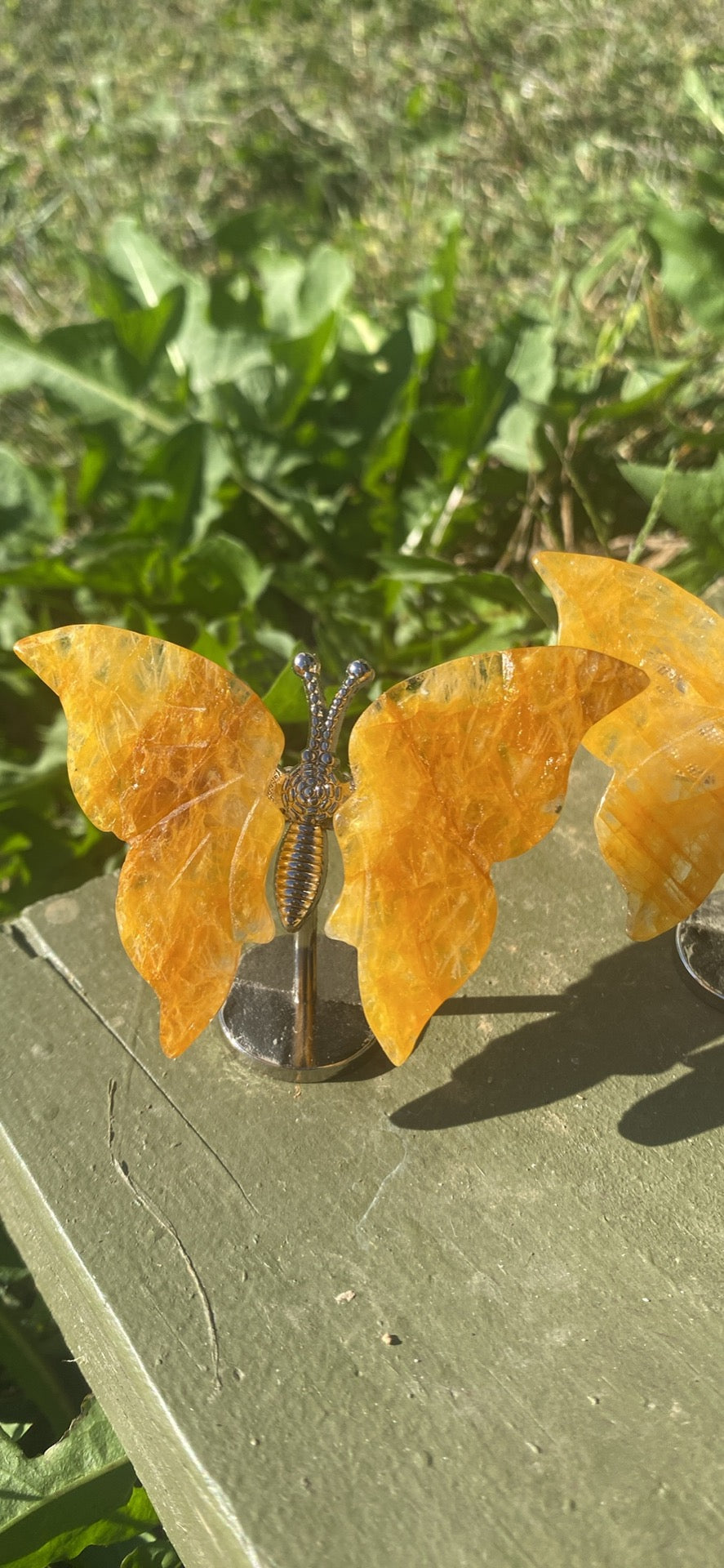Golden Healer Butterfly