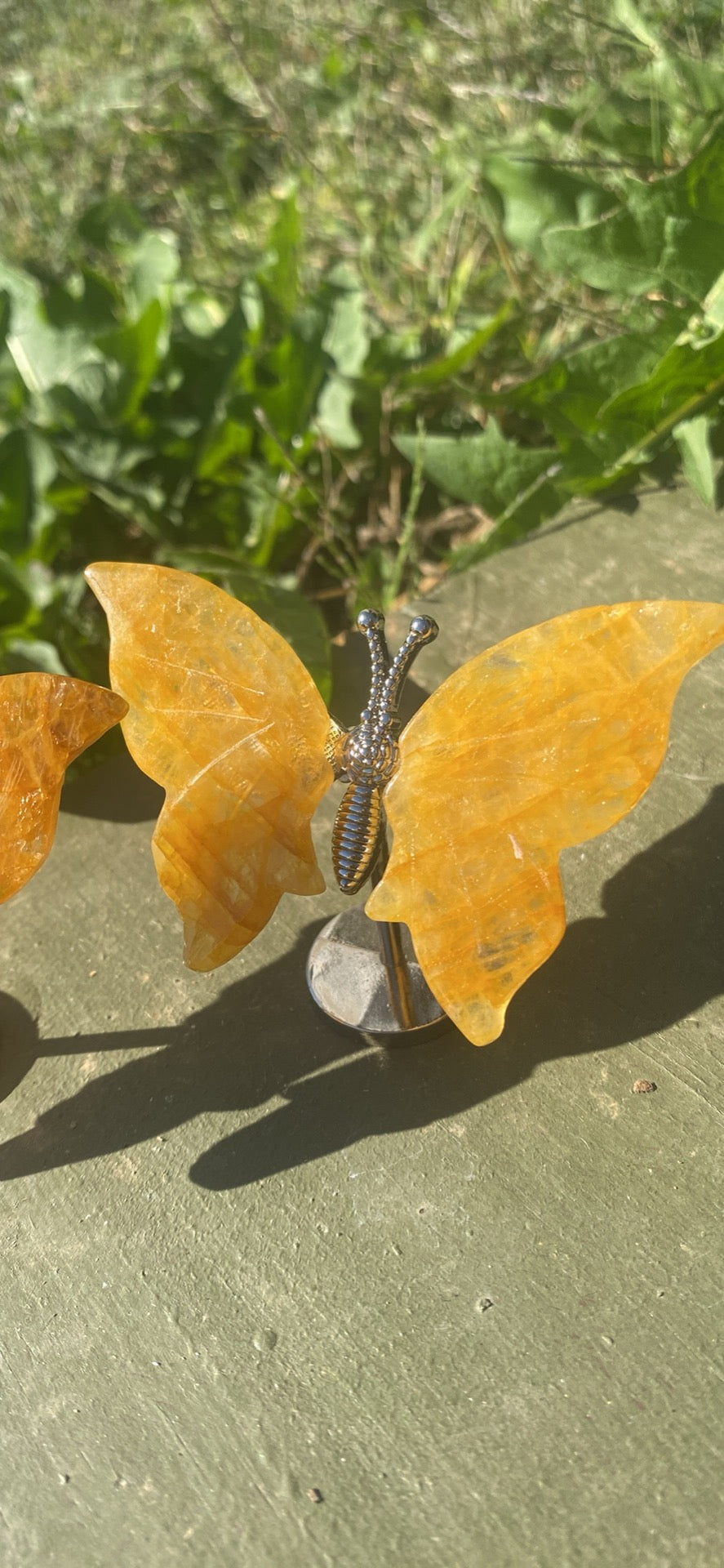 Golden Healer Butterfly